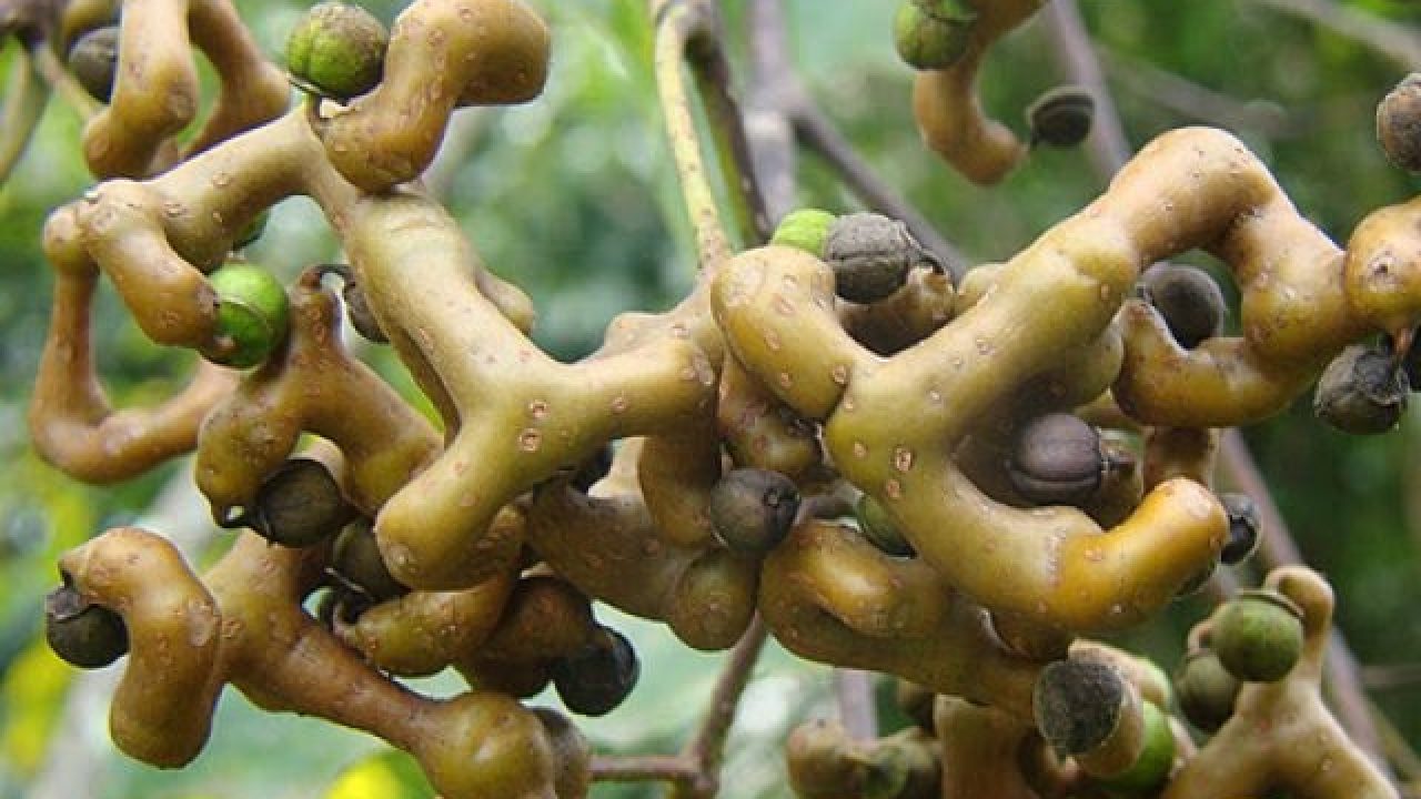 Frutificação de Uva-do-japão